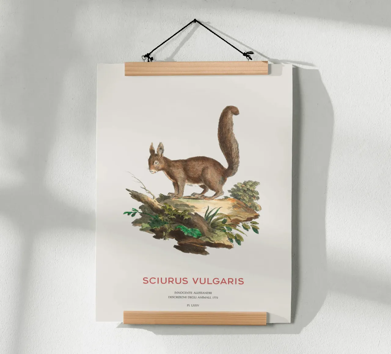 Studio d'arte dello scoiattolo rosso poster da Vintagrafica