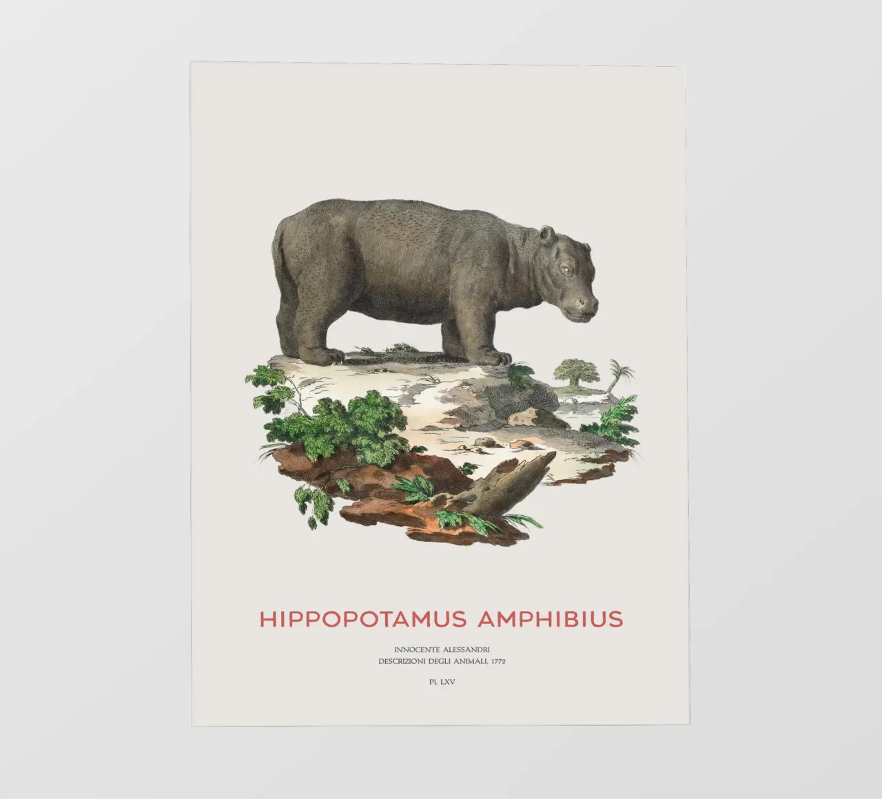 Ippopotamo Incisione minimalista pellicola backlit da Vintagrafica