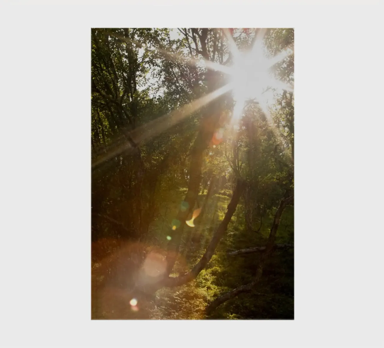 Sunlight streaming through the trees notebook by karijn_landscapes