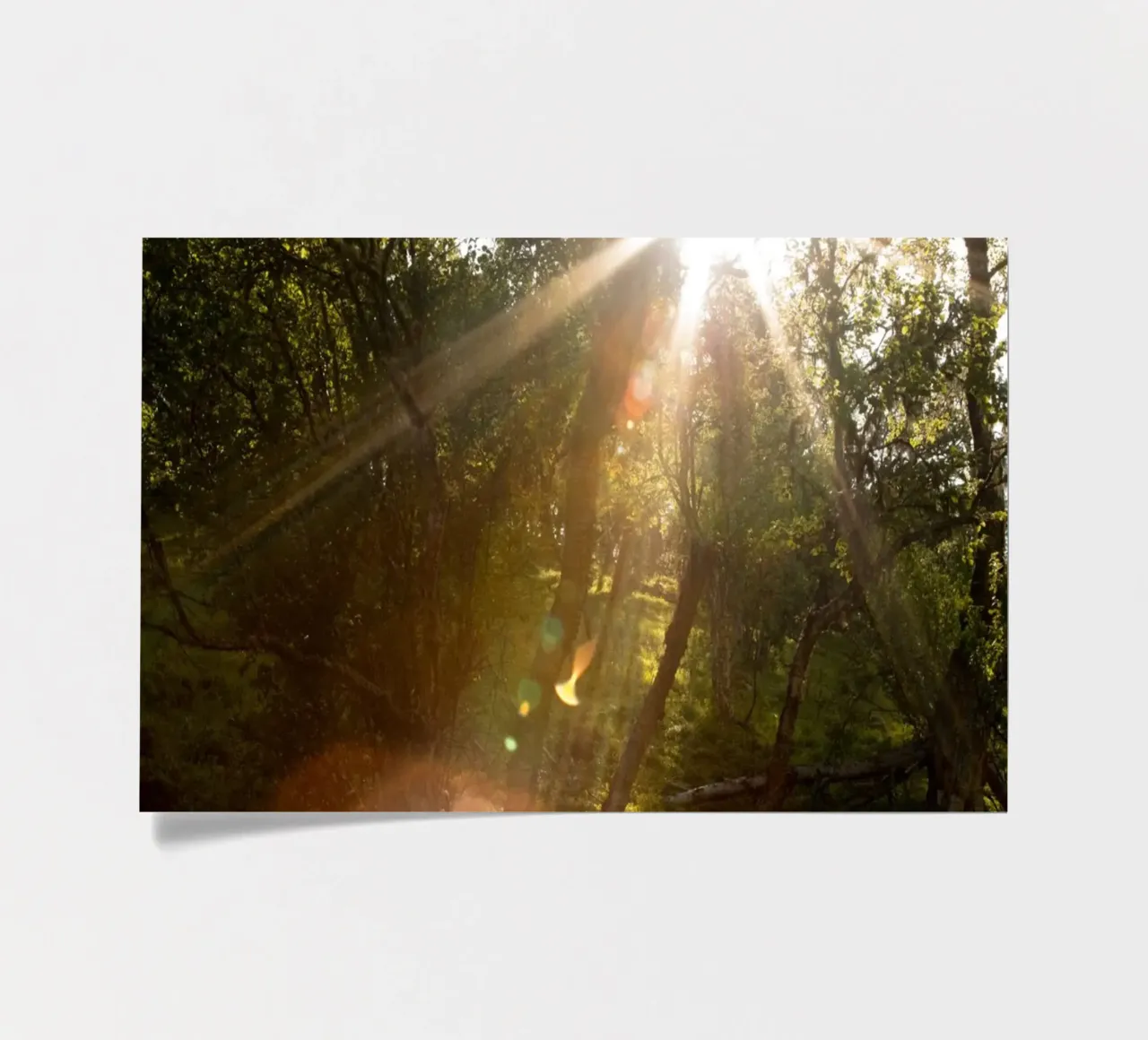 Sunlight streaming through the trees sticker sheet by karijn_landscapes