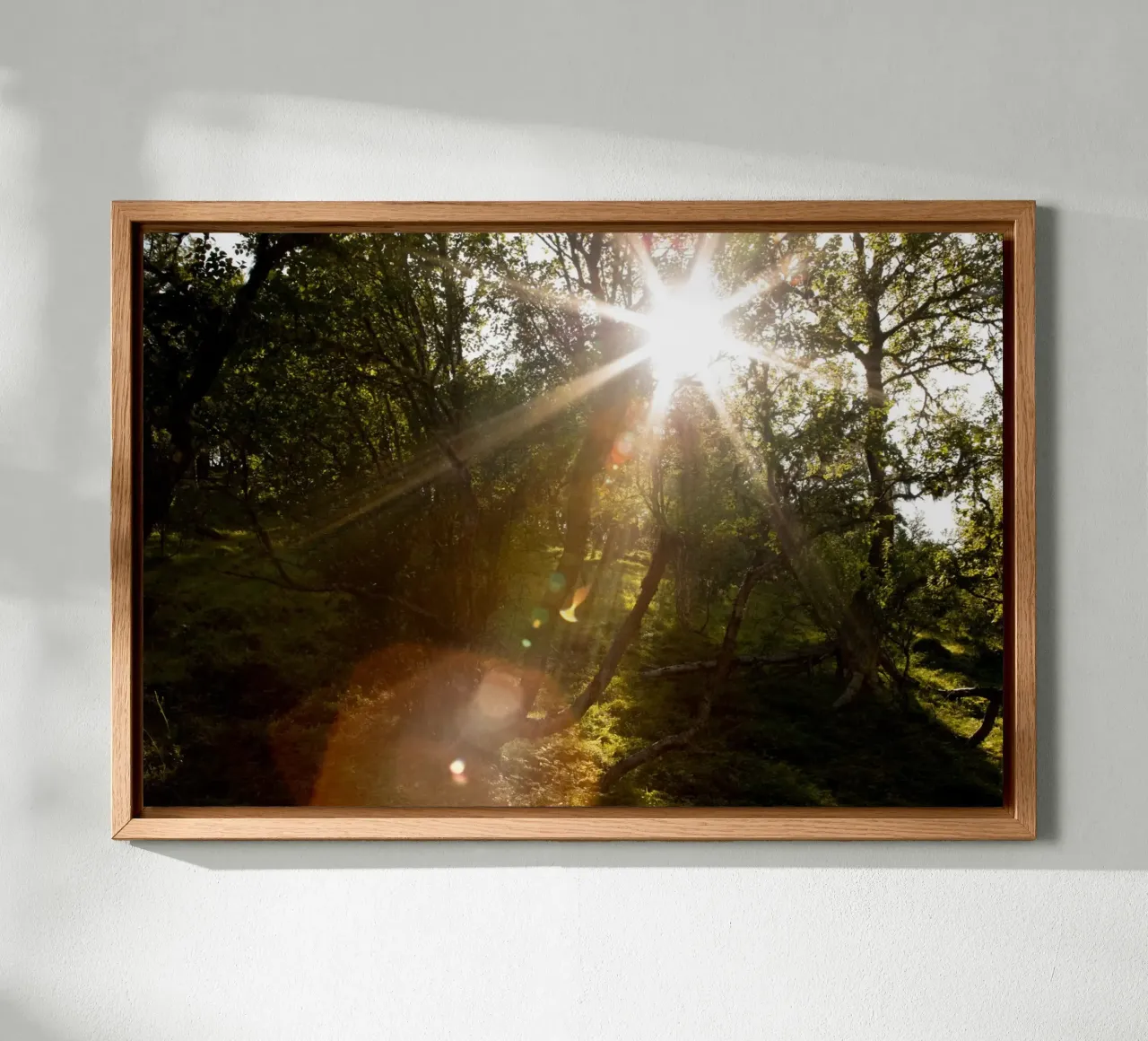 Sunlight streaming through the trees canvas by karijn_landscapes