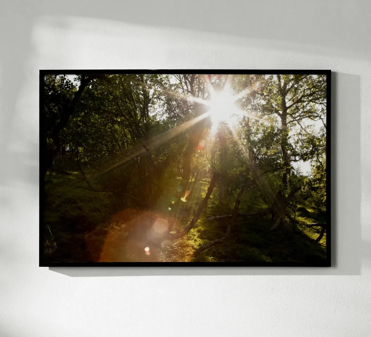 Sunlight streaming through the trees hahnemühle by karijn_landscapes