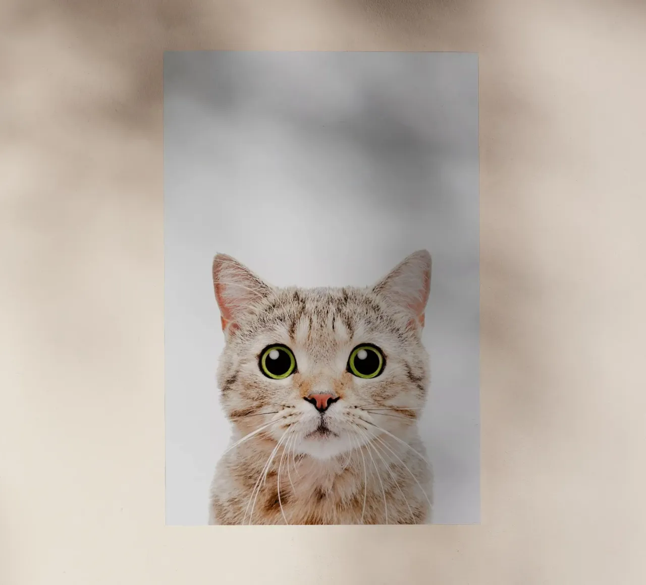 Kitten pellicola backlit da Paws & Claws