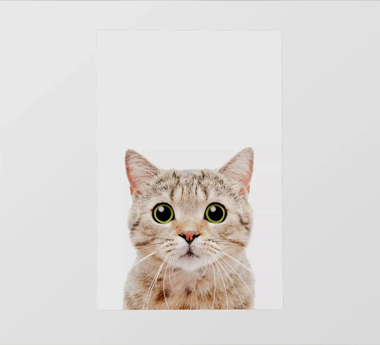 Kitten pellicola backlit da Paws & Claws