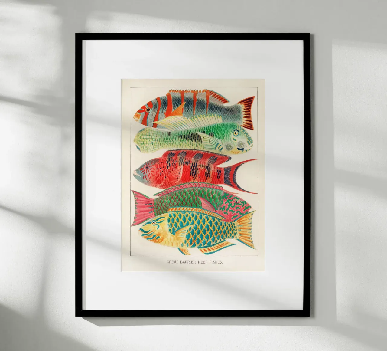 Great Barrier Reef Fishes poster con telaio in plastica da apoloprints