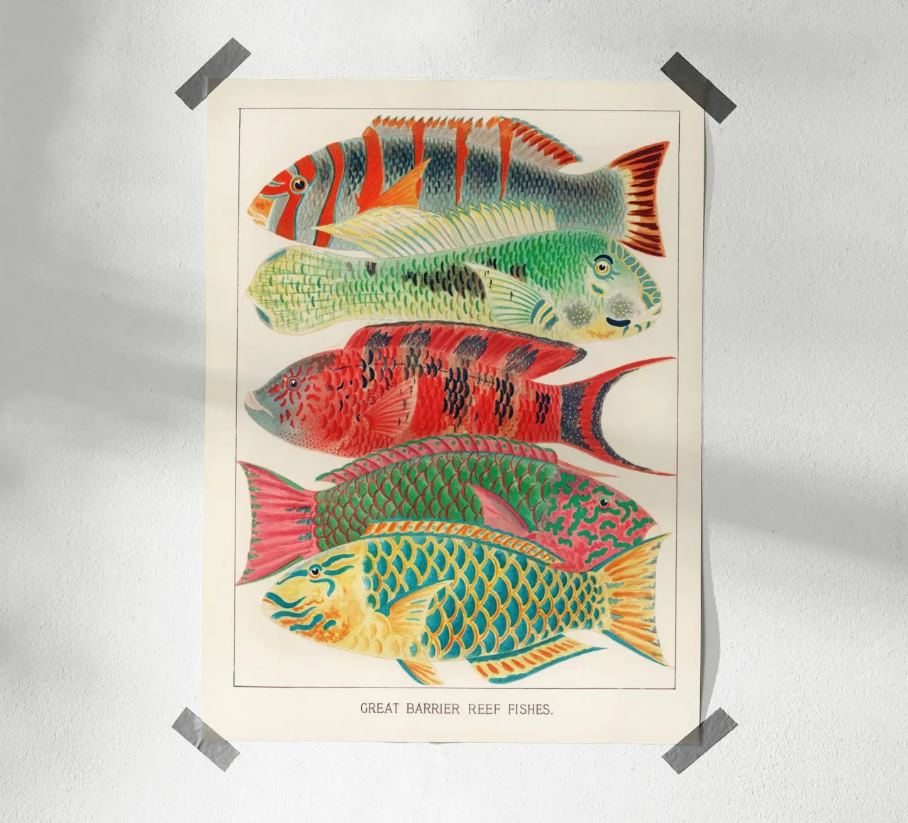 Great Barrier Reef Fishes poster con telaio in plastica da apoloprints