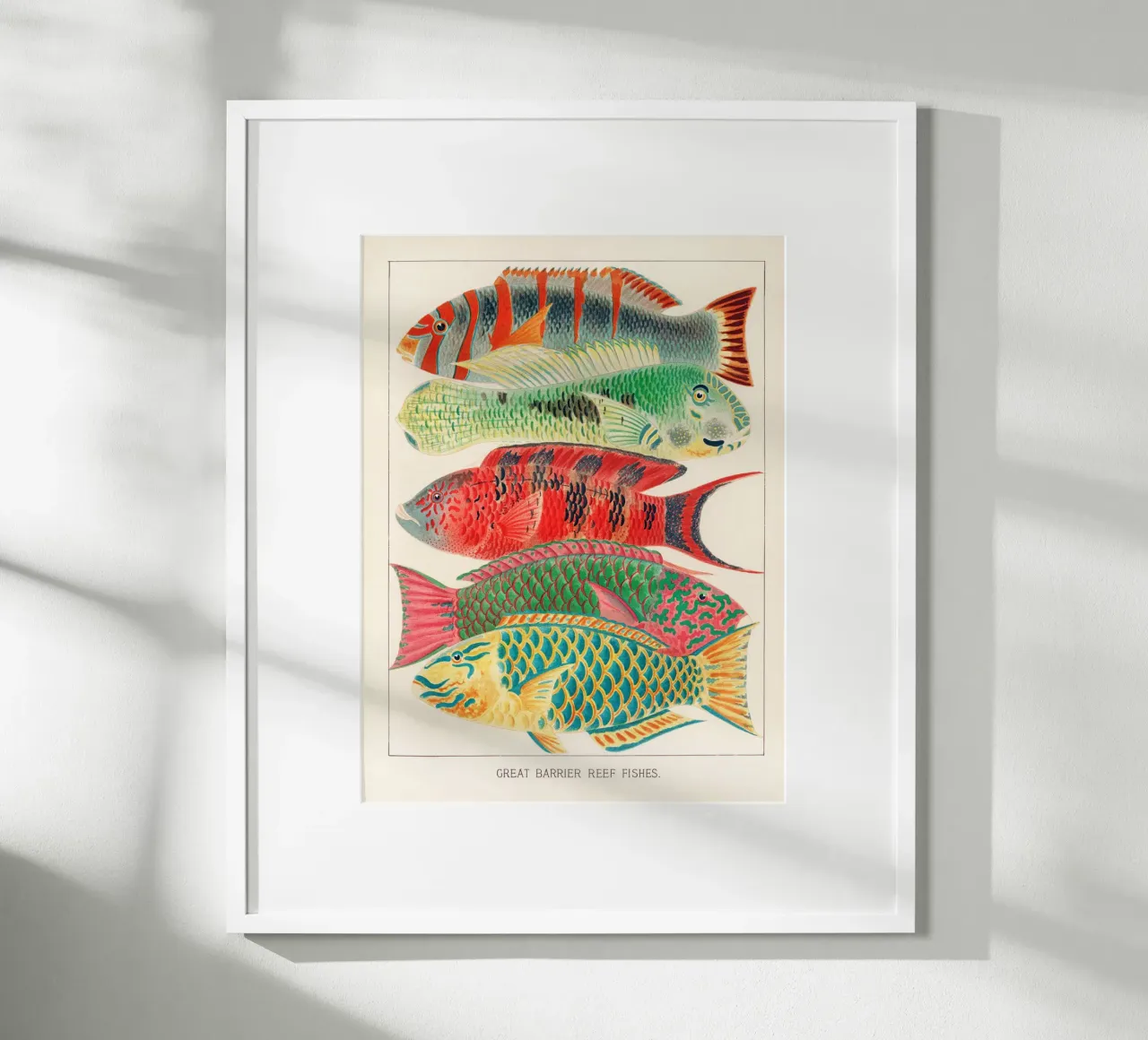 Great Barrier Reef Fishes poster con telaio in plastica da apoloprints