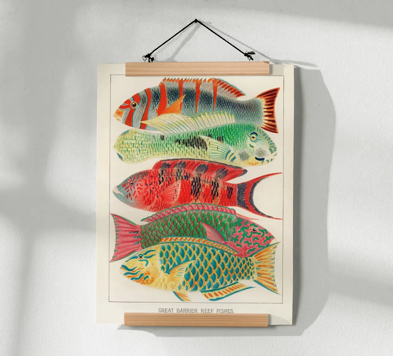 Great Barrier Reef Fishes poster con telaio in plastica da apoloprints