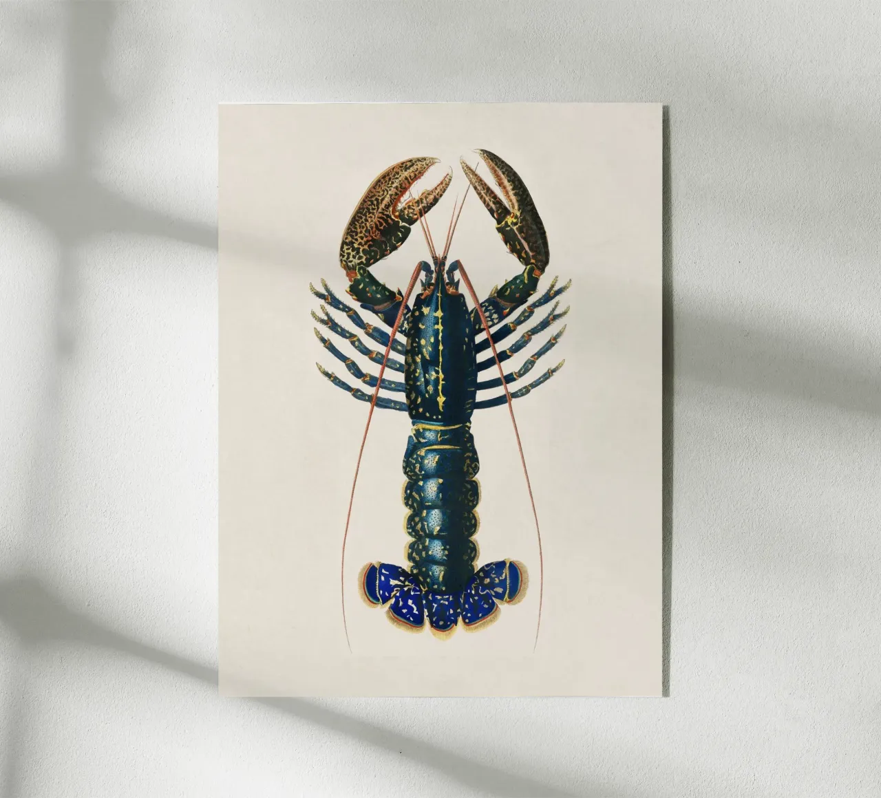 Lobster plexiglass da apoloprints