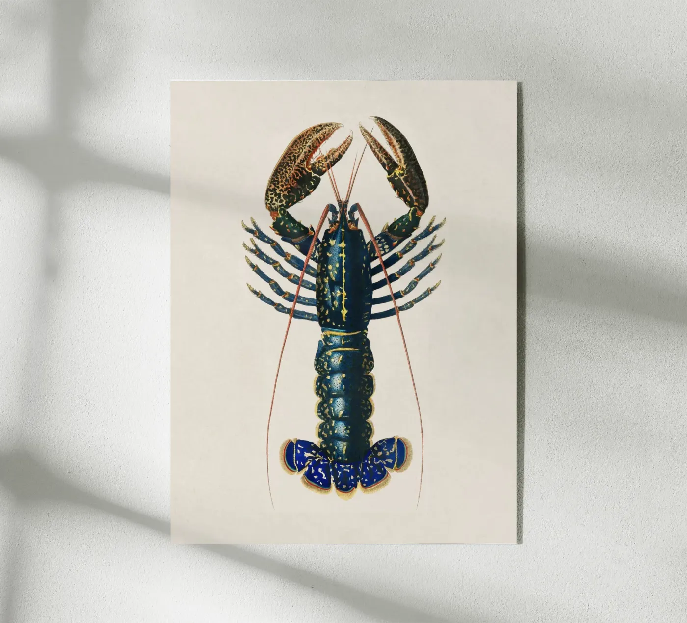 Kreeft acryl van Apolo Prints