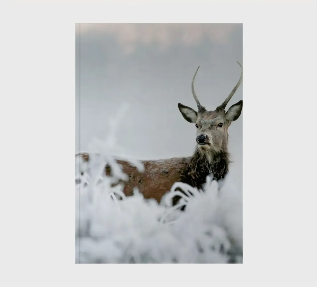 Red Deer notebook by EyeEm Mobile GmbH