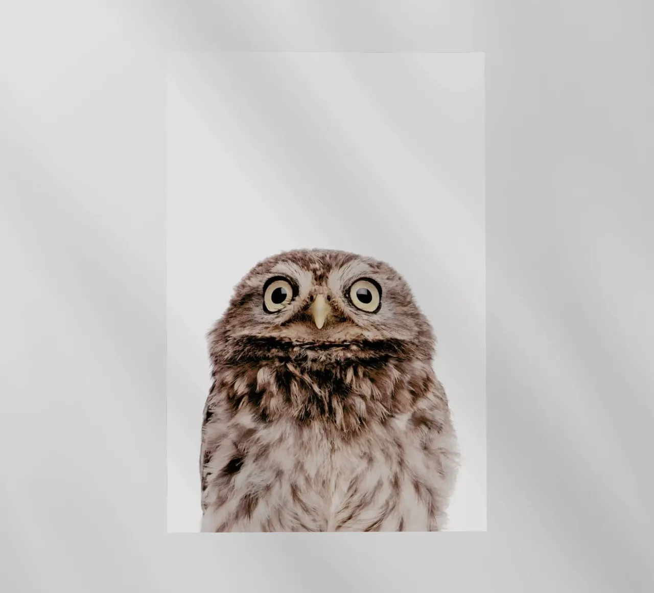 Owl pellicola backlit da Paws & Claws