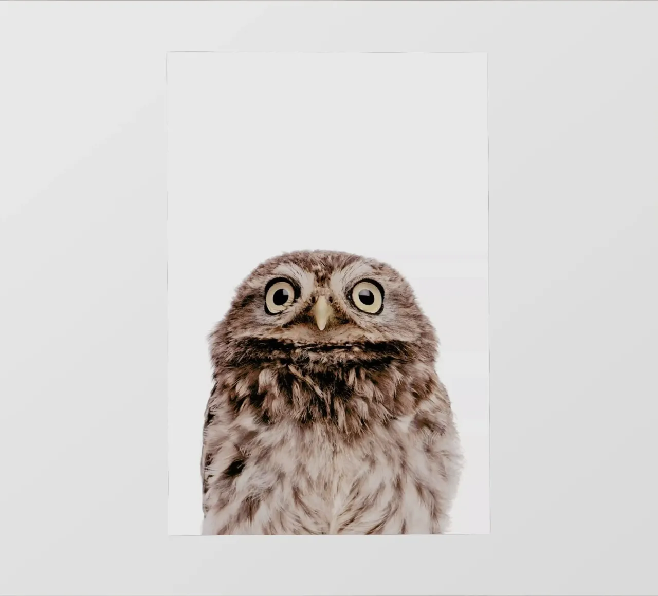 Owl pellicola backlit da Paws & Claws