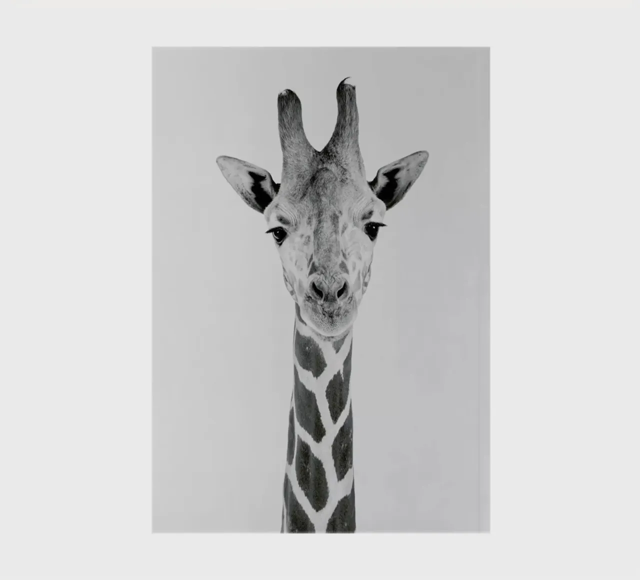 Giraffe Classic notebook by Paws & Claws