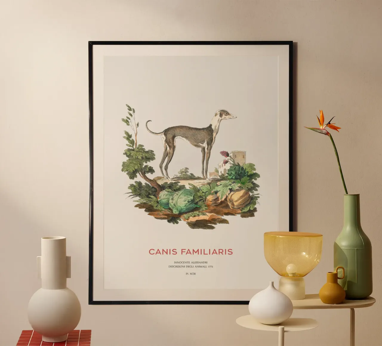 Levriero italiano - Incisione antica di un segugio poster con telaio in legno da Vintagrafica