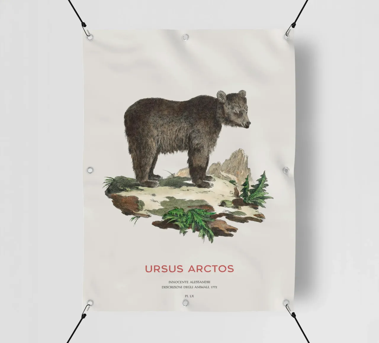 Antico disegno di orso bruno telo in pvc da Vintagrafica