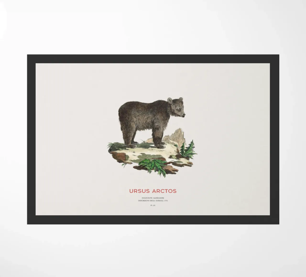 Dessin ancien d'un ours brun paillasson de Vintagrafica