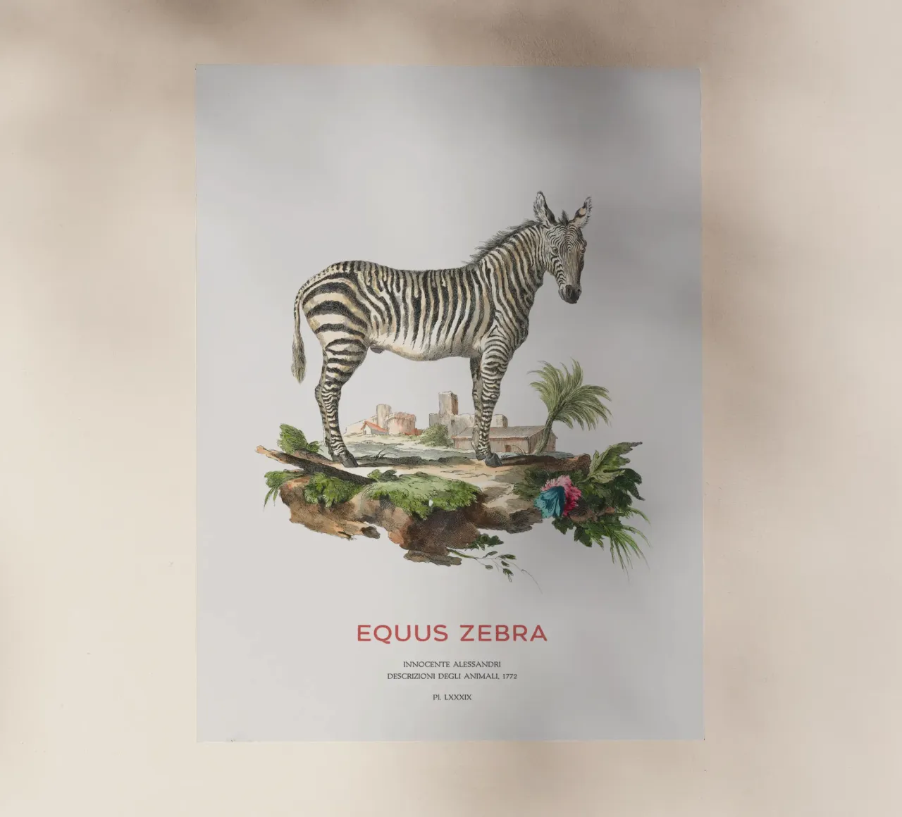 Incisione retro Mountain Zebra pellicola backlit da Vintagrafica