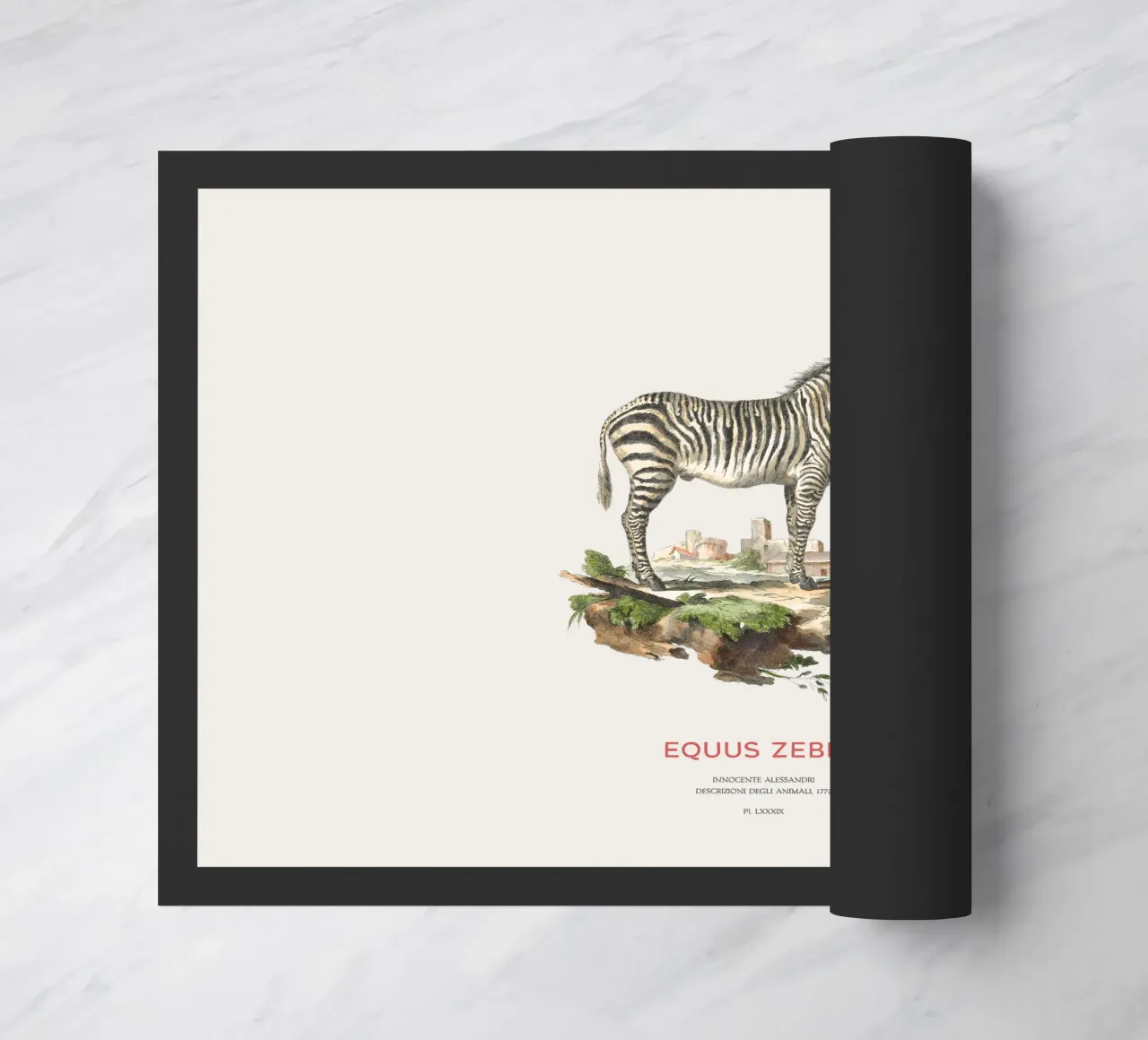 Incisione retro Mountain Zebra zerbino da Vintagrafica