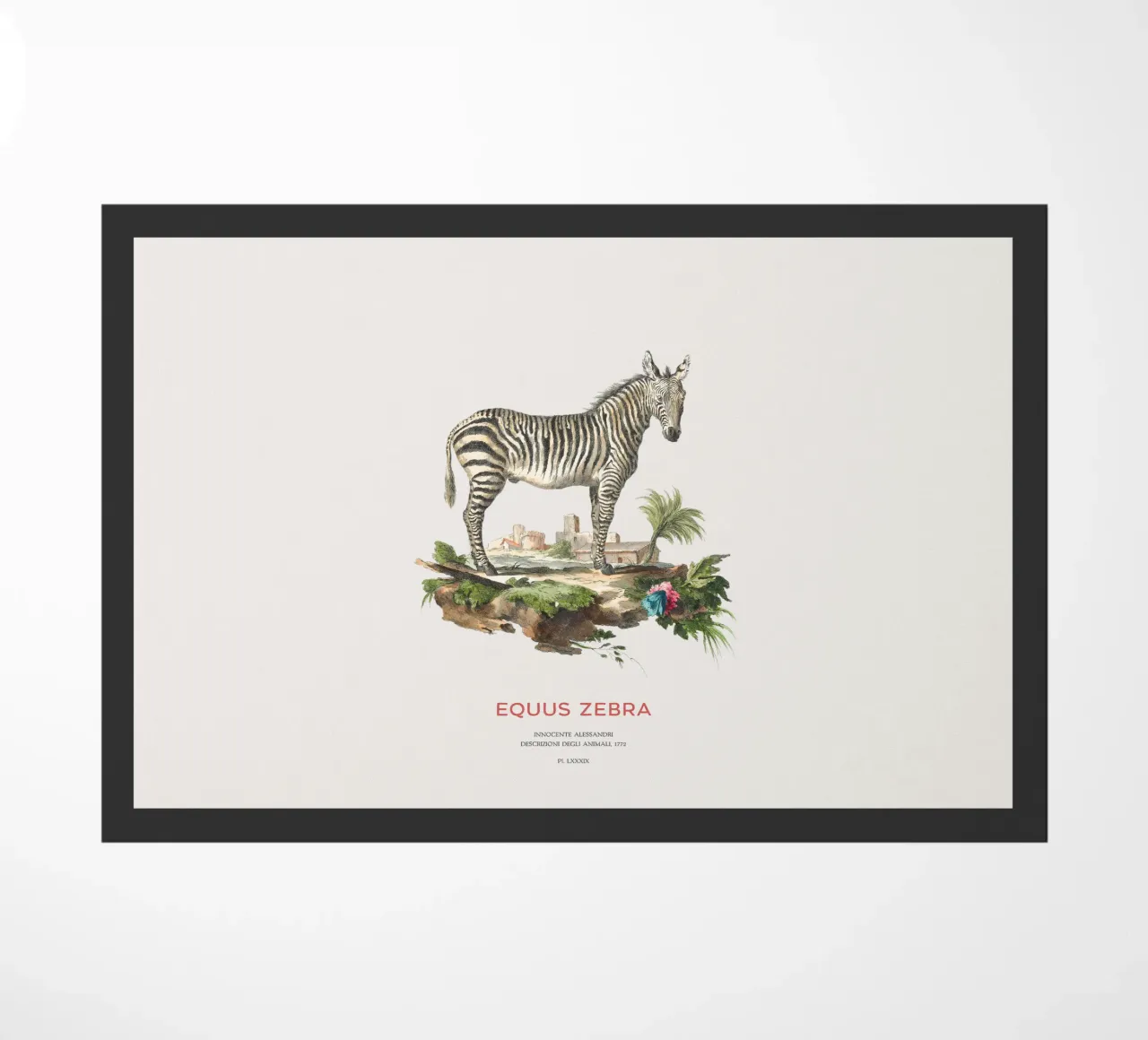 Incisione retro Mountain Zebra zerbino da Vintagrafica