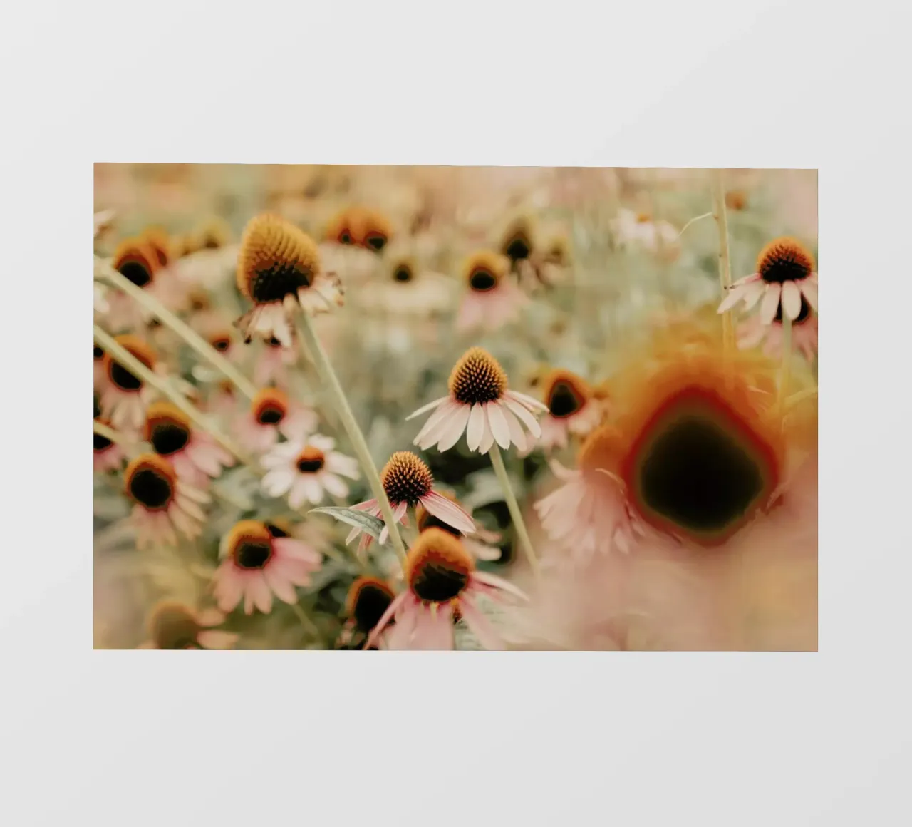 Echinacea Flowers pellicola backlit da Ingrid Beddoes