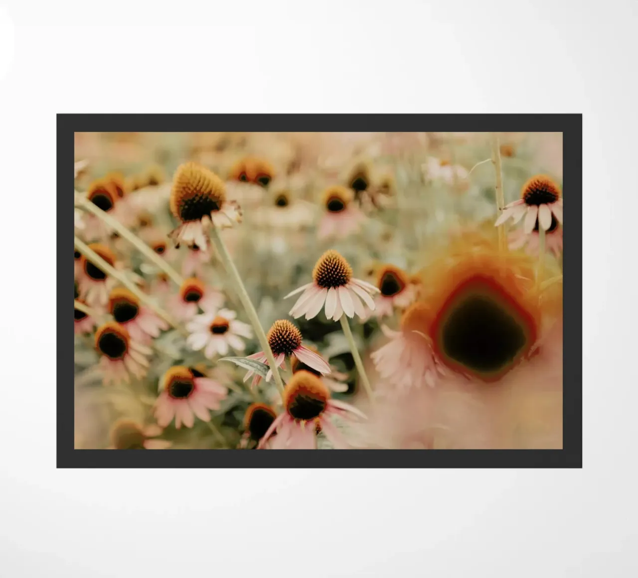 Echinacea Flowers zerbino da Ingrid Beddoes