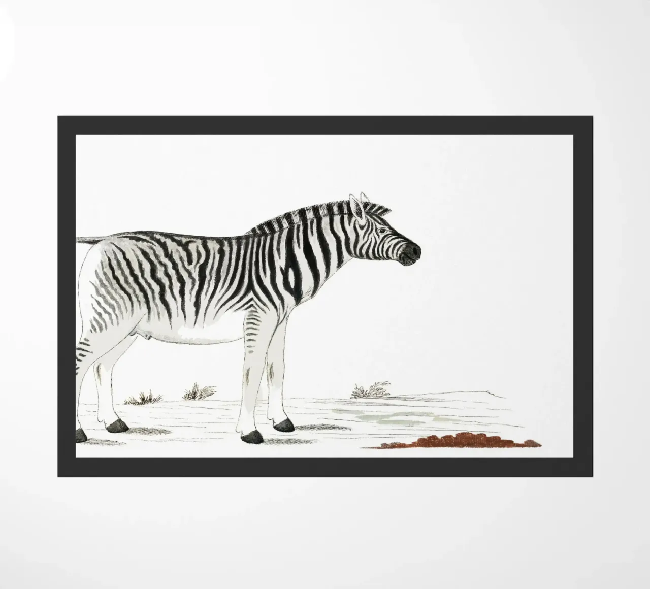 Zebra zerbino da Second Canvas