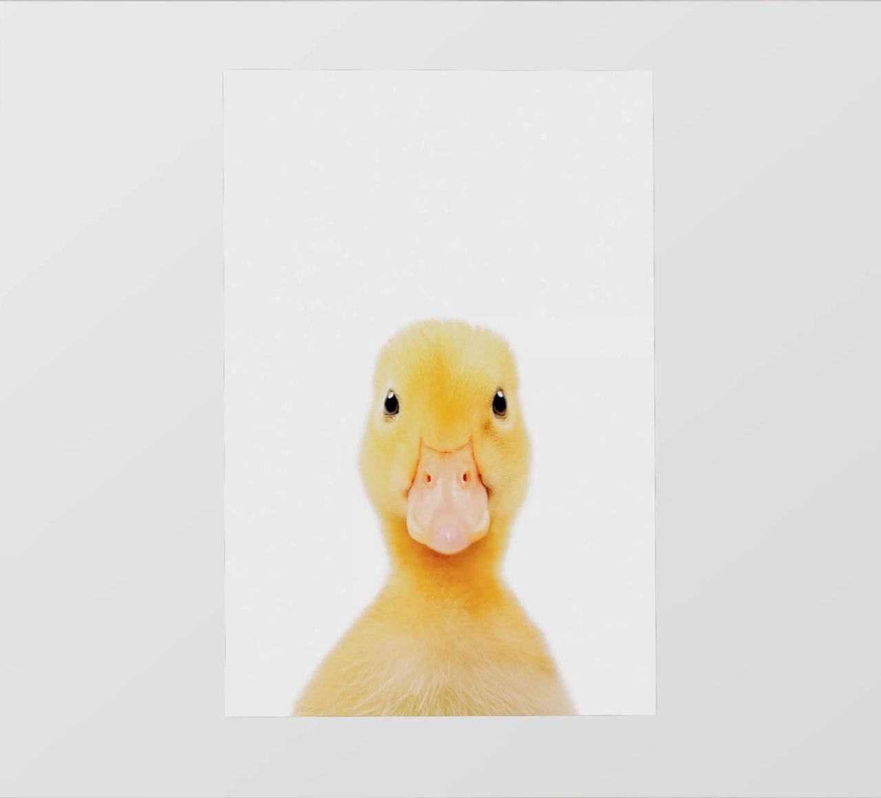Duckling pellicola backlit da Paws & Claws