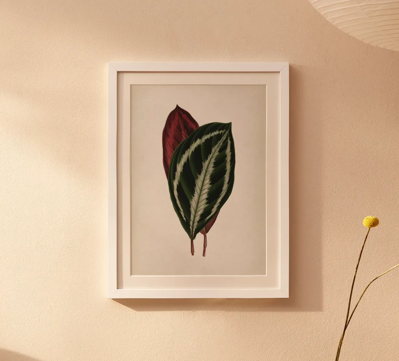 Vintage Houtte 1 Calathea Picturata poster con telaio in plastica da Vintage Print Collection