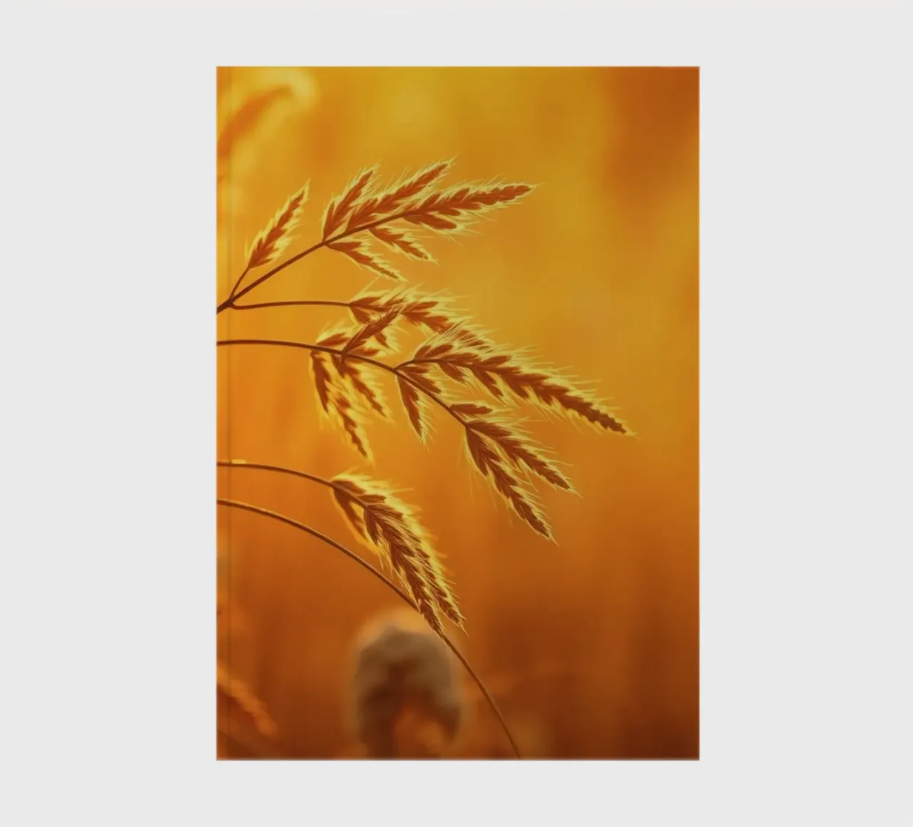 Warm golden light illuminates tall grass swaying gently notebook by DesignDoodle