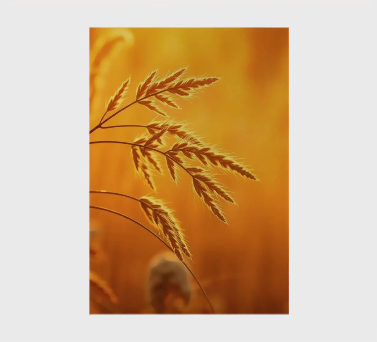 Warm golden light illuminates tall grass swaying gently notebook by DesignDoodle