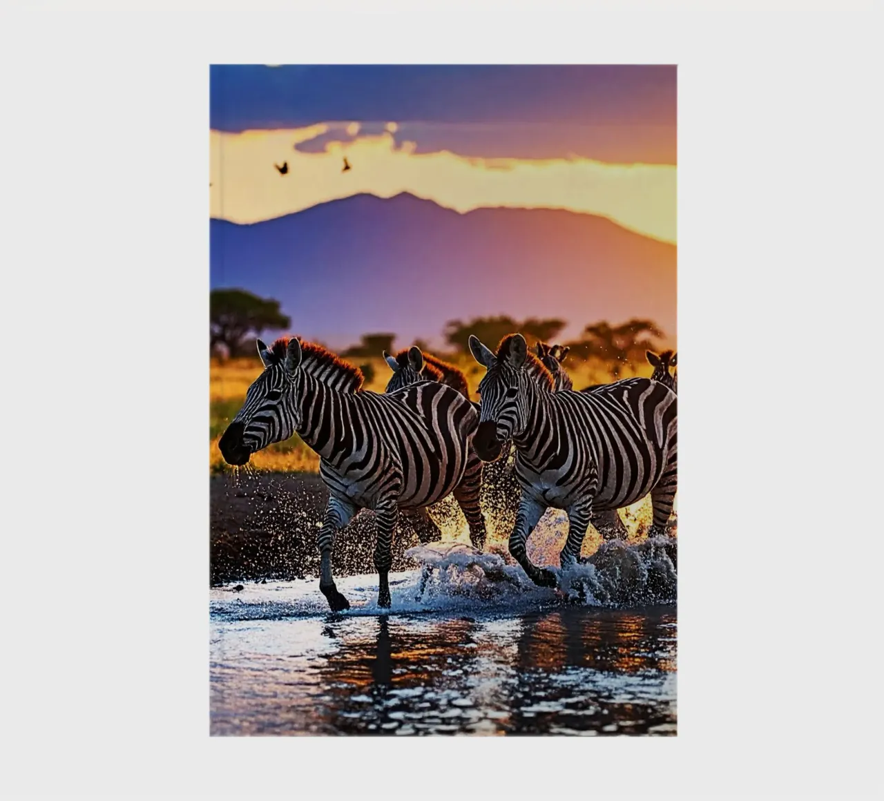 HERD OF ZEBRAS AT SUNSET. notebook by Thierry vobmann photography
