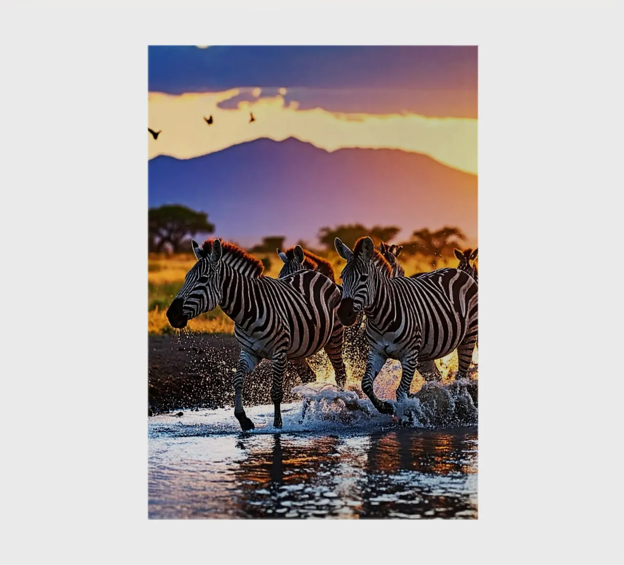 HERD OF ZEBRAS AT SUNSET. notebook by Thierry vobmann photography