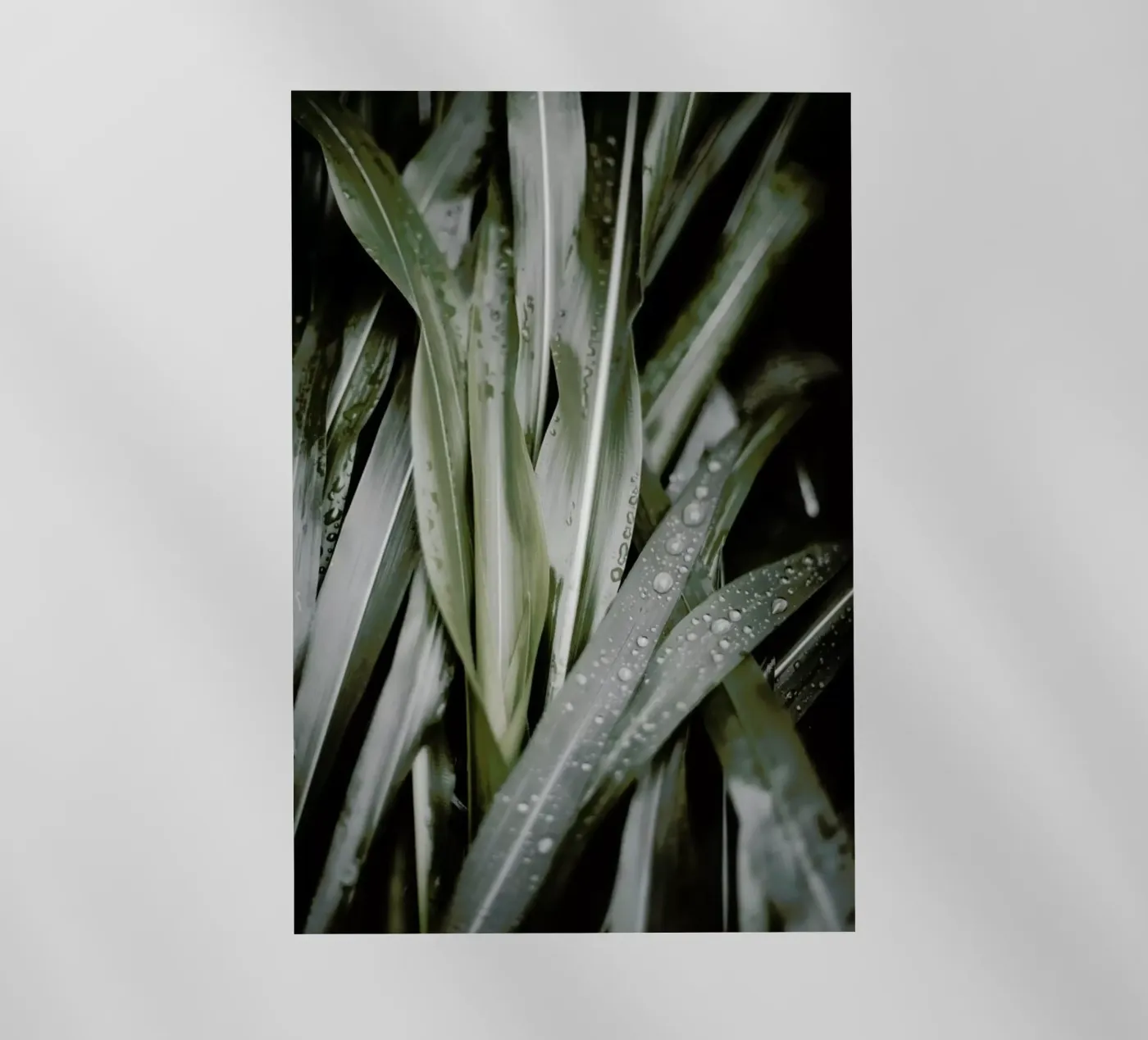 Lush pellicola backlit da Flora & Fauna