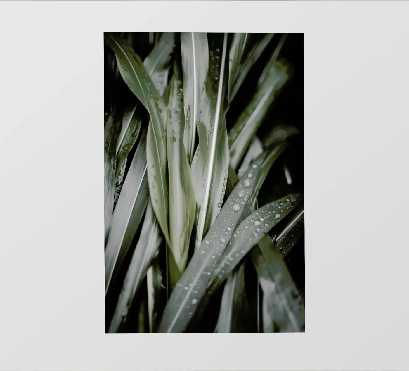 Lush pellicola backlit da Flora & Fauna