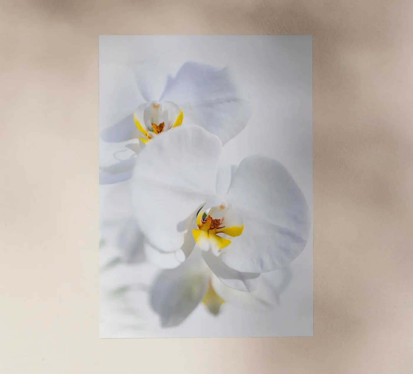 Orchidea #4 pellicola backlit da rafael campezato