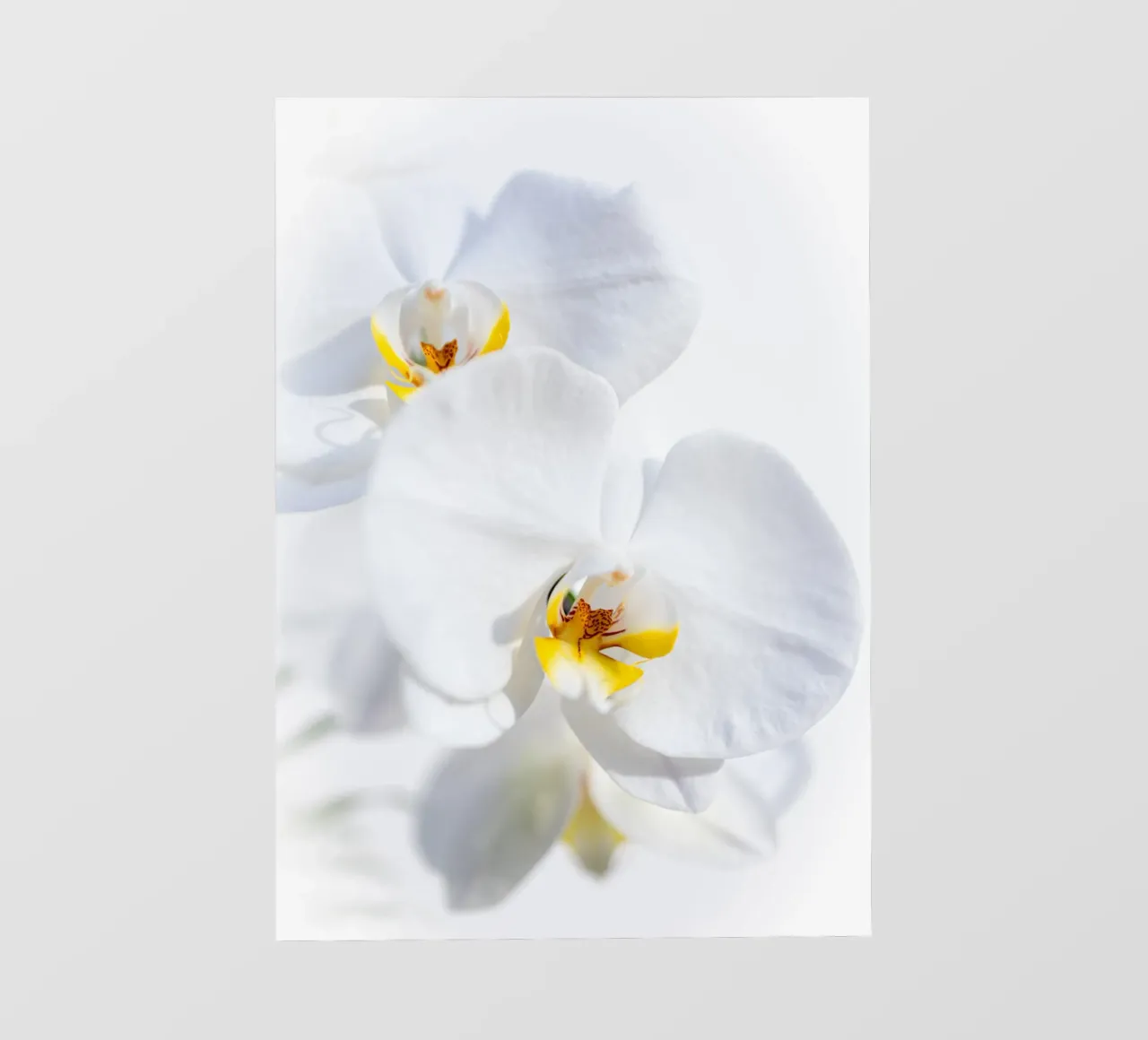 Orchidee #4 Fototapete von rafael campezato