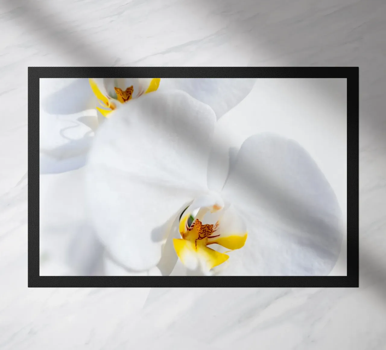 Orchidea #4 zerbino da rafael campezato