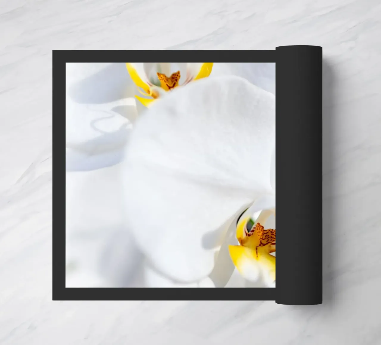 Orchidea #4 zerbino da rafael campezato