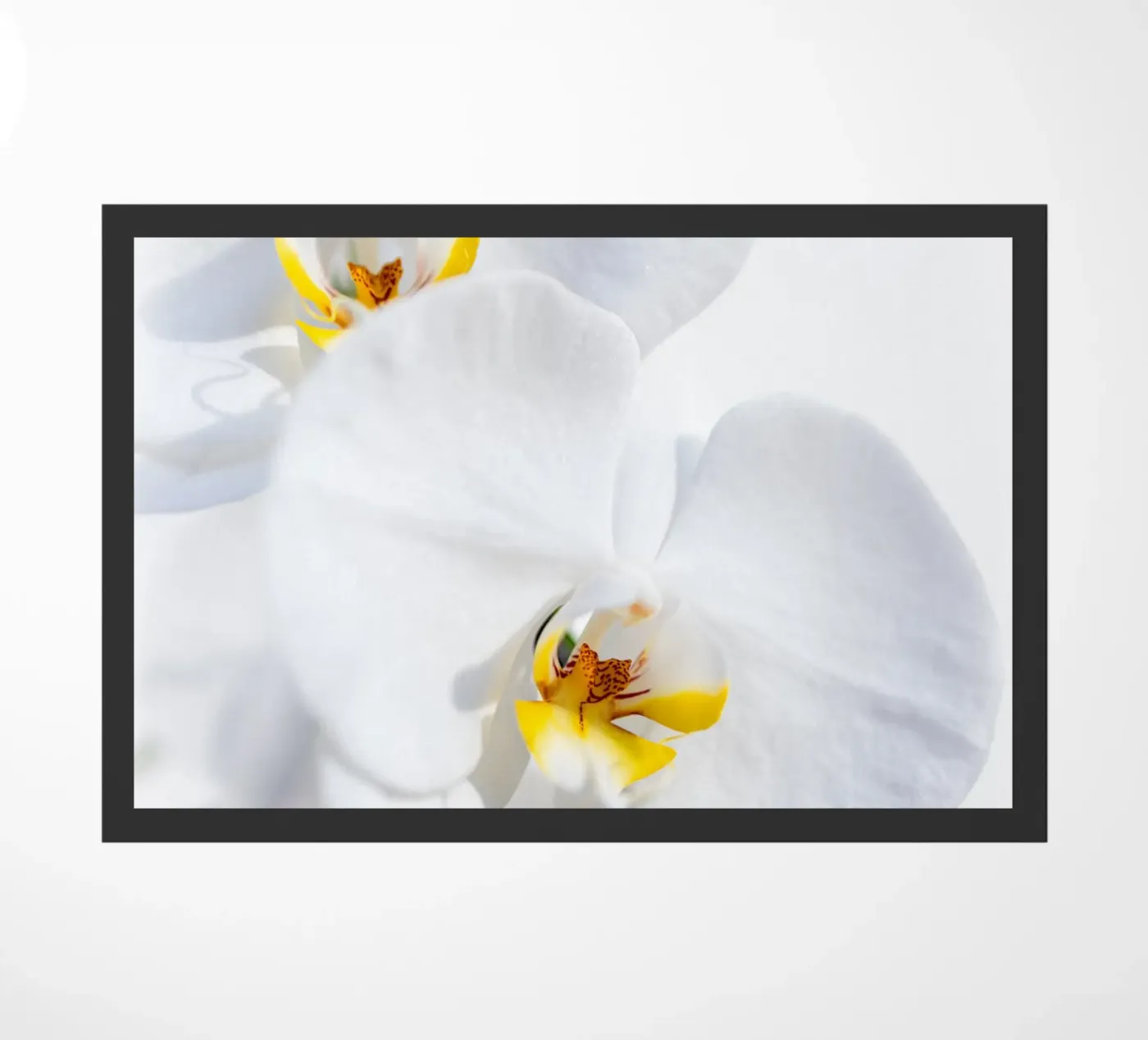 Orchidea #4 zerbino da rafael campezato
