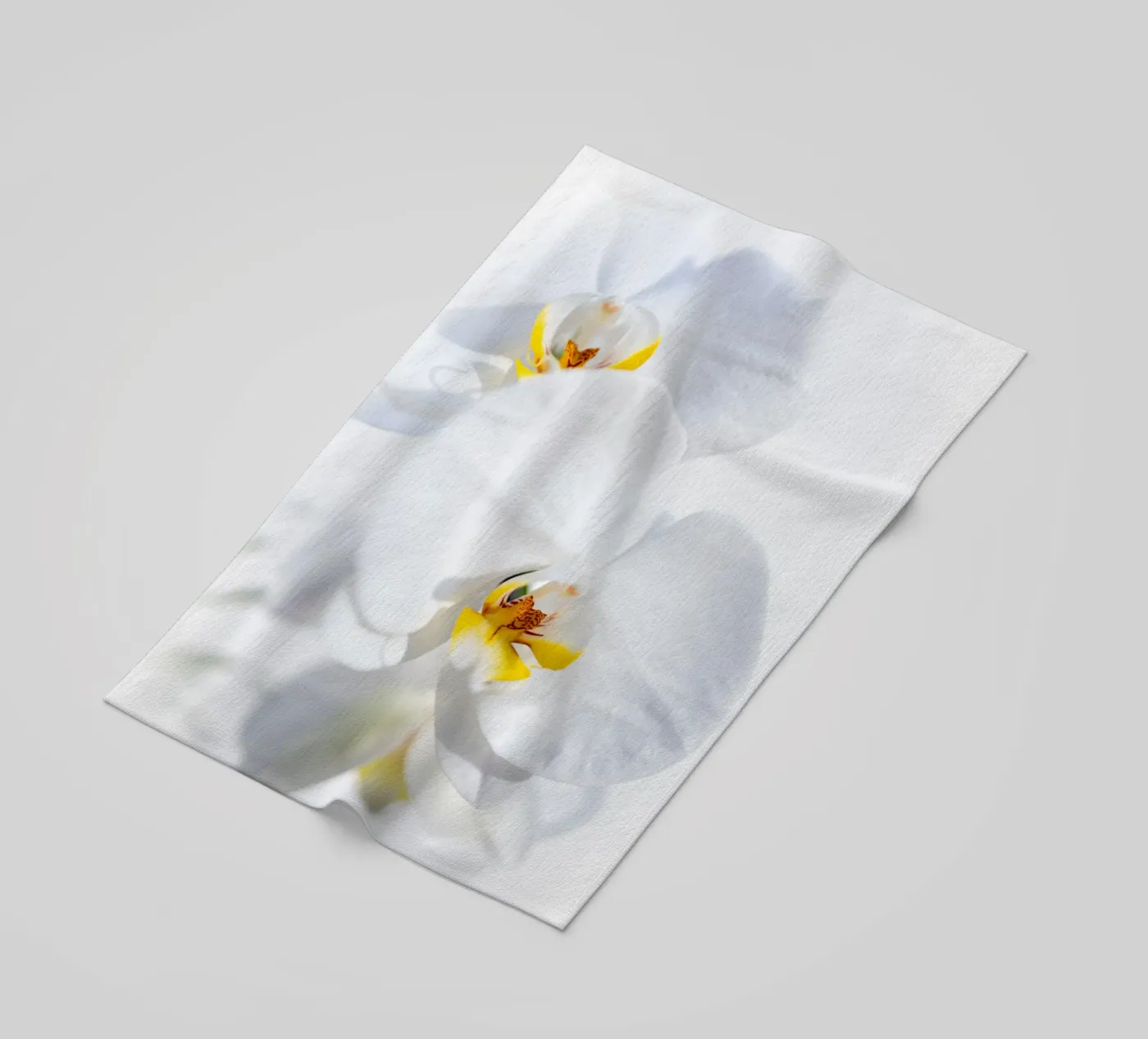 Orchidea #4 telo mare da rafael campezato