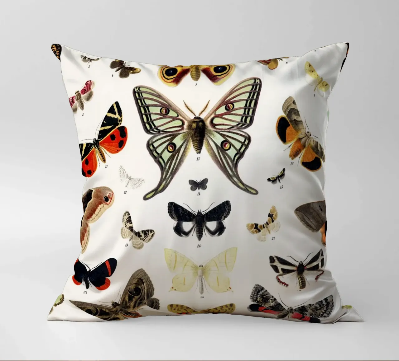Lithographie ancienne de papillon et de mite Insecte ancien coussin de Venus Art