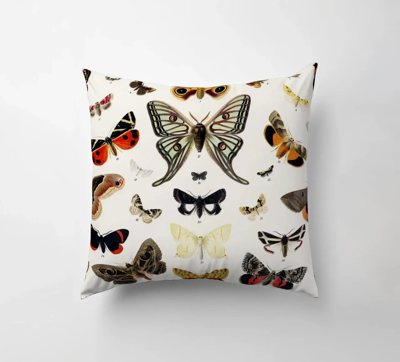 Lithographie ancienne de papillon et de mite Insecte ancien coussin de Venus Art