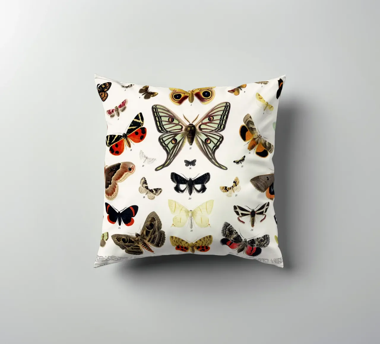 Lithographie ancienne de papillon et de mite Insecte ancien coussin de Venus Art