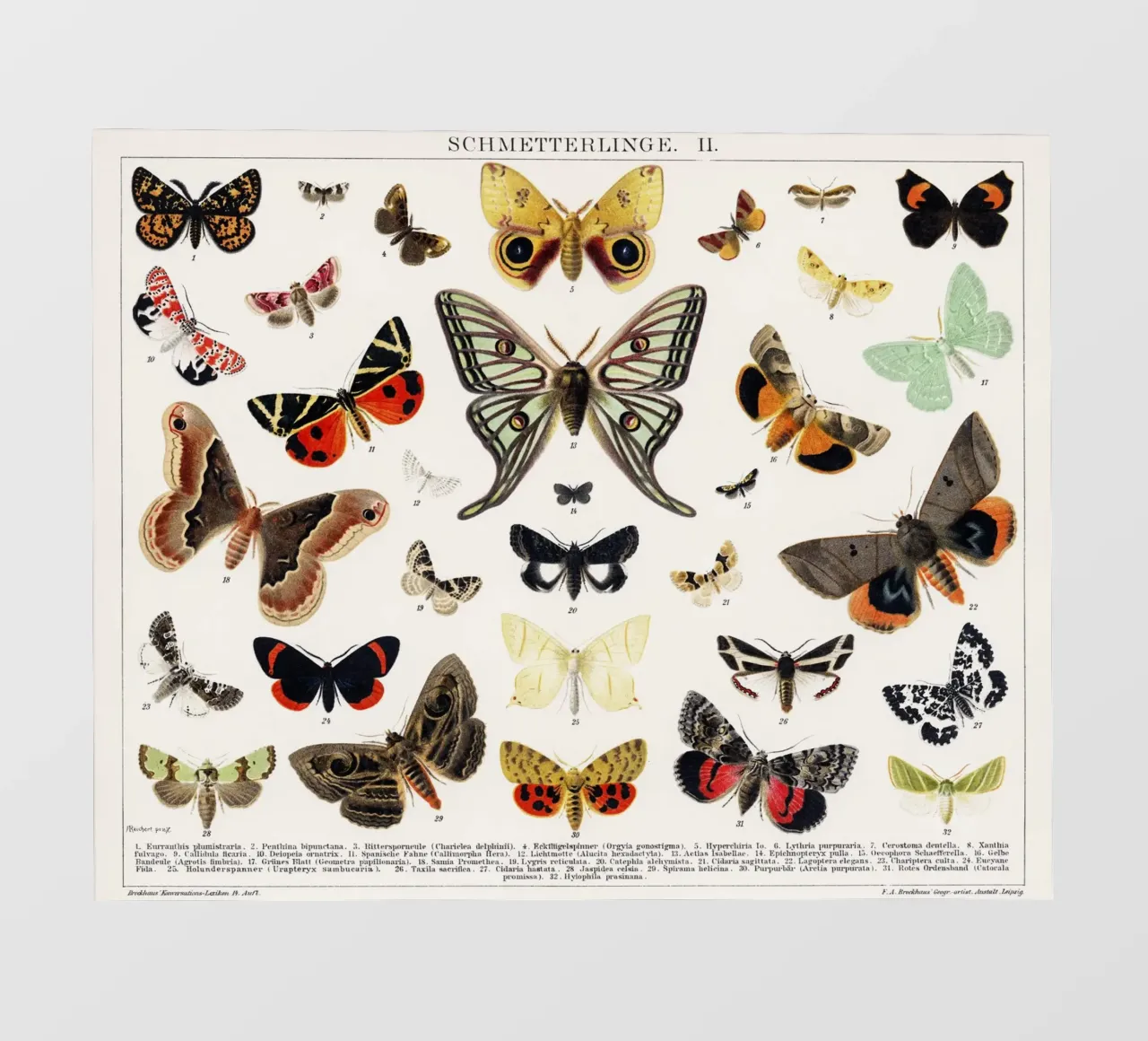 Lithographie ancienne de papillon et de mite Insecte ancien bâche pvc de Venus Art