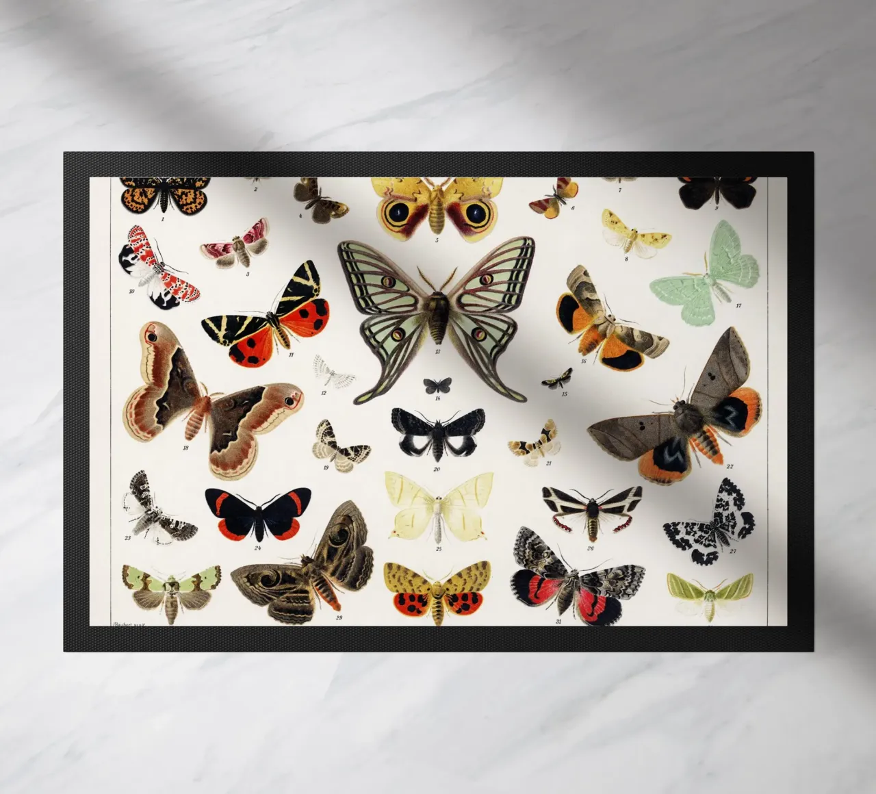 Lithographie ancienne de papillon et de mite Insecte ancien paillasson de Venus Art