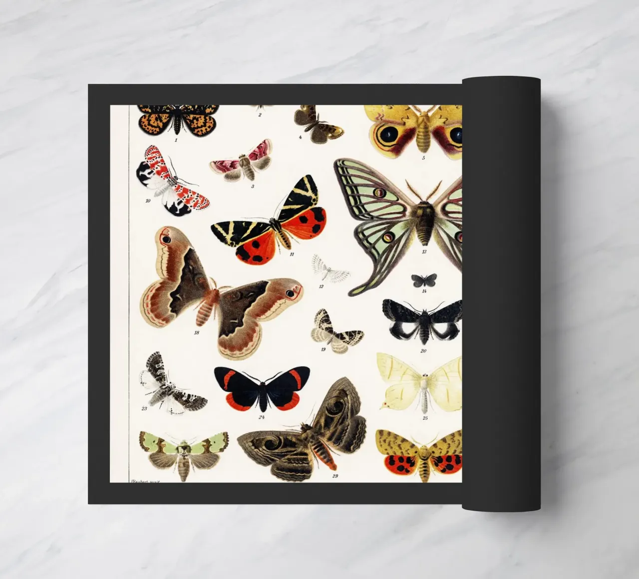 Lithographie ancienne de papillon et de mite Insecte ancien paillasson de Venus Art