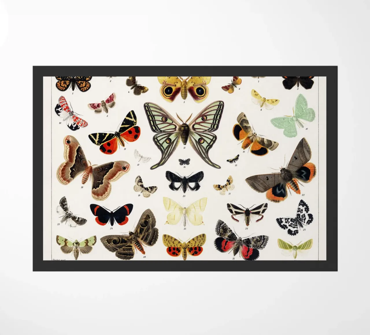 Lithographie ancienne de papillon et de mite Insecte ancien paillasson de Venus Art