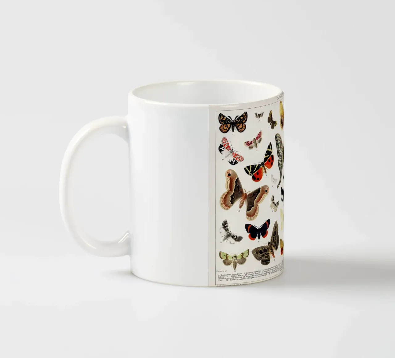 Lithographie ancienne de papillon et de mite Insecte ancien mug en céramique de Venus Art