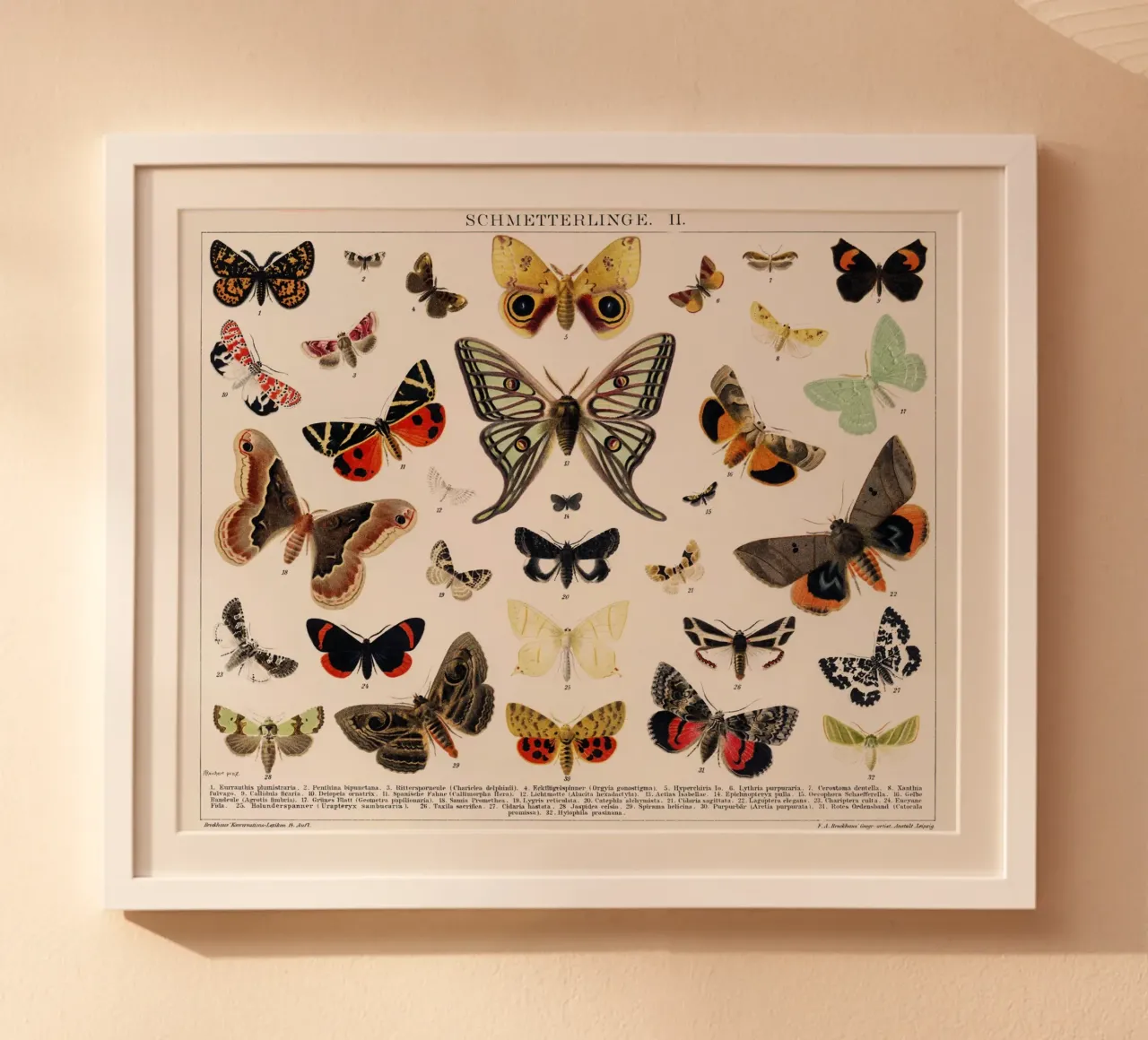 Lithographie ancienne de papillon et de mite Insecte ancien poster avec cadre en plastique de Venus Art